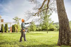 Reliable Louisville, CO Tree Removal Solutions