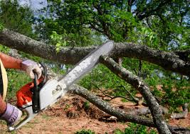 Best Tree Cabling and Bracing  in Louisville, CO