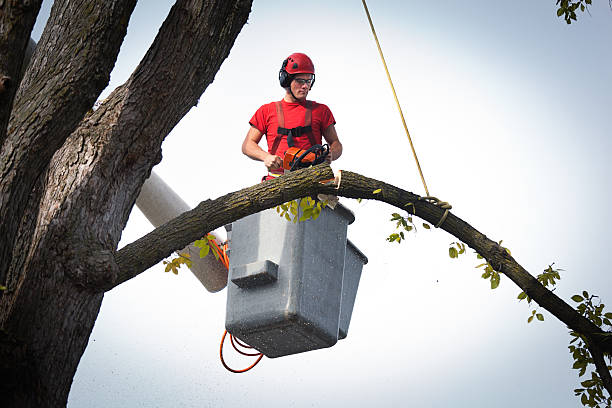 Best Hedge Trimming  in Louisville, CO